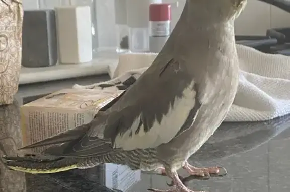 Animaux trouvés Taverny, photo: Oiseau trouvé, Rue Pierre de Coubertin, 8, Taverny - perroquet calopsitte grise