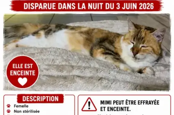 Chat perdu femelle, Paris - photo