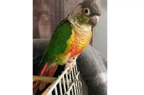 Lost and found pets Los Angeles, photo: Lost bird, Laurel Canyon Boulevard, 6649, Los Angeles - male green cheek conure with multi-colored plumage