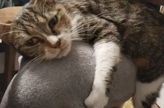 Perdu chat femelle, Rue Jean Lefebvre, 160, Beuvry - petite nez rose entouré de blanc - photo