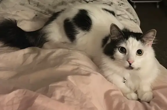 Lost cat, Salford M7 4GH, UK, London - female, white and black long-haired, microchipped - photo