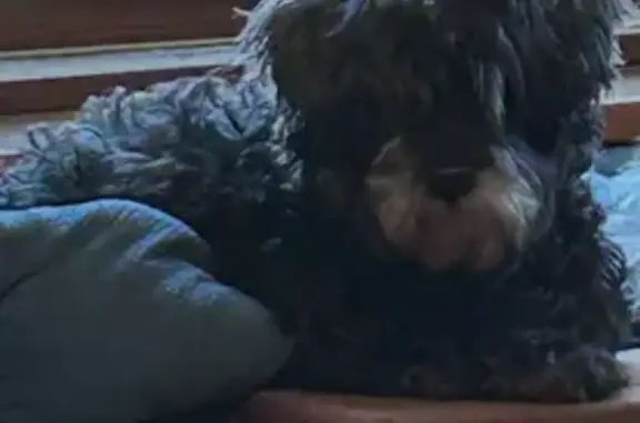 Lost dog, Chicago, Illinois, Chicago - female Shih Tzu - photo