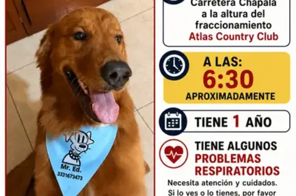 Perro perdido macho, Avenida de la Solidaridad Iberoamericana, 962, Las Pintitas - photo