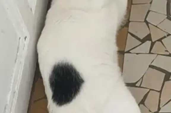 Chat perdu mâle, Avenue de la Division Leclerc, 97, Deuil-la-Barre - noir et blanc - photo