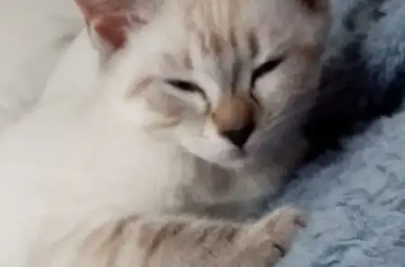 Perdu chat femelle, D 101, Oradour-sur-Glane - pucée et stérilisée - photo
