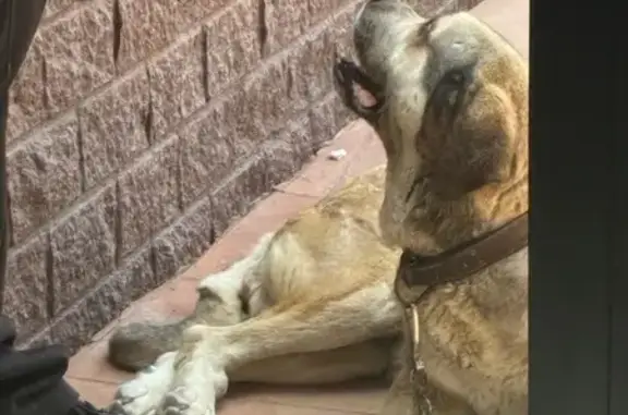 Perro encontrado Molina de Segura, foto: Encontrado perro hembra, Avenida Tierno Galván, Archena, Molina de Segura - muy dócil
