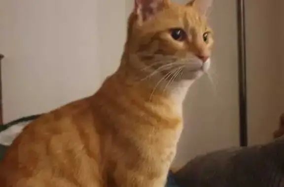 Chat disparu Garçon, Fontenay-sous-Bois (fl594565) - photo