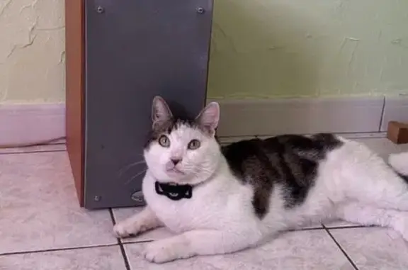 Chat perdu, Le Pontet, photo: Chat perdu mâle, Rue Jean Vilar, 49, Le Pontet — européen tigré blanc, yeux verts