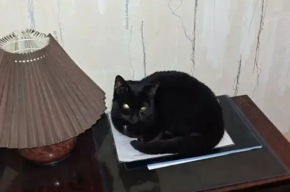 Зникла кішка, Мокра вулиця, 5, Київ — чорна, з білою плямкою на грудці та на животику - photo