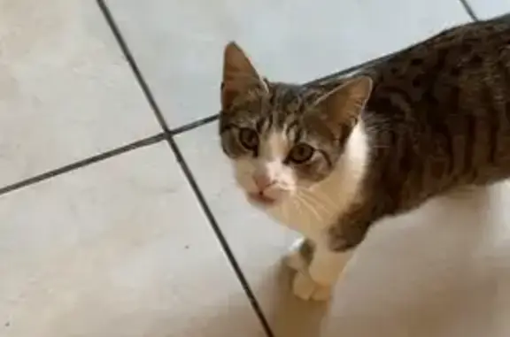 Chat perdu femelle, Chemin des Landes, Maisdon-sur-Sèvre - oreille gauche pliée - photo