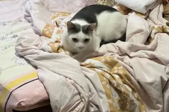 Lost cat, Yishun Avenue 5, 712, Yishun - male domestic short hair, neutered - photo