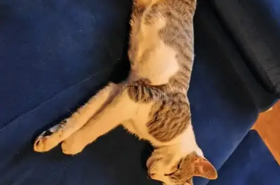 Chat perdu mâle, Route de Gorrekear, Le Folgoët, Paris - tigré et blanc - photo