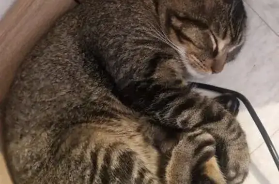 Chat perdu mâle, Rue Voltaire, 8, Courbevoie - tigré marron et noir - photo