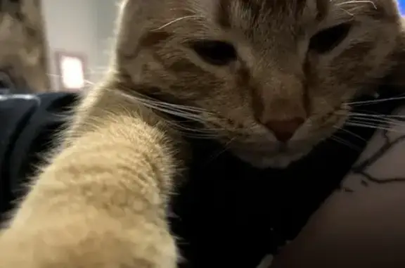Lost cat, Irving Avenue South, 14266, Burnsville, Chicago - male, orange short-haired, very friendly - photo
