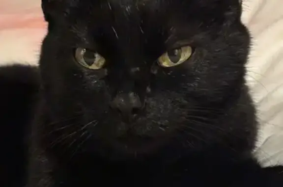 Chat perdu femelle, Avenue Bel air, 129, La Ciotat, Paris — toute noire, reconnaît son nom - photo