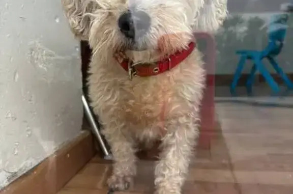 Búsqueda de mascotas, foto: Encontrado perro hembra, Avenida Jesús Reyes Heroles, 126, Azcapotzalco — con collar rojo y aprox. 9 kg