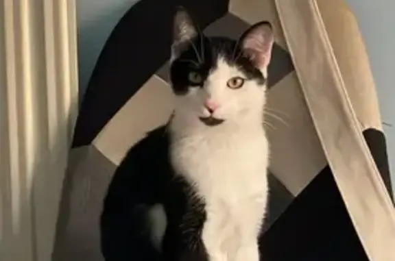 Gatos perdidos, Salamanca, foto: Perdido gato macho, Calle Pablo Neruda, 40, Aldeatejada, Salamanca - muy mimoso