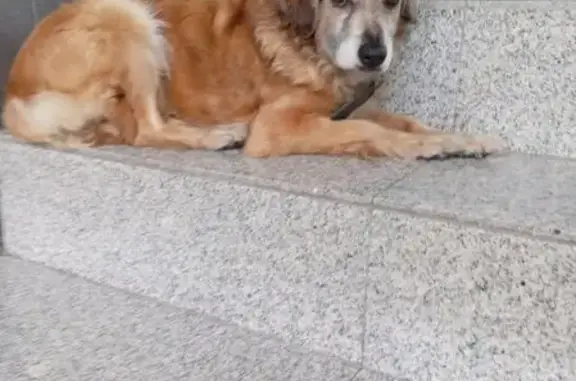 Búsqueda de mascotas, foto: Encontrado perro, Santo Domingo, 25, Azcapotzalco - café con manchas blancas cerca de la boca