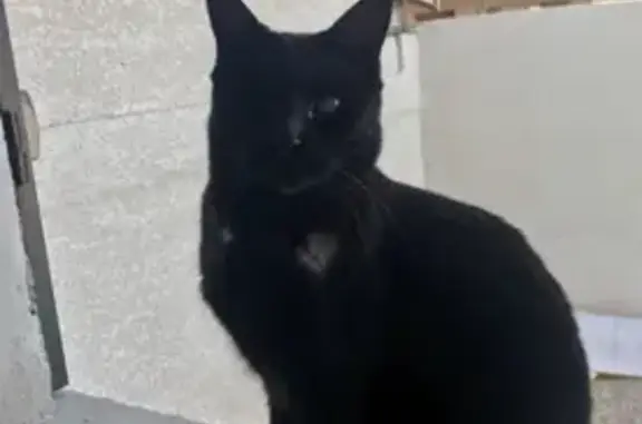 Chat perdu mâle, Rue du Blé d'Or, Lunel - noir, borgne - photo
