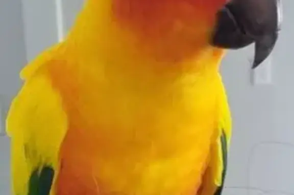 Lost pets Auburn, photo: Lost bird male, Ettalong Street, Sydney, Auburn — bright yellow, orange and green Sun Conure