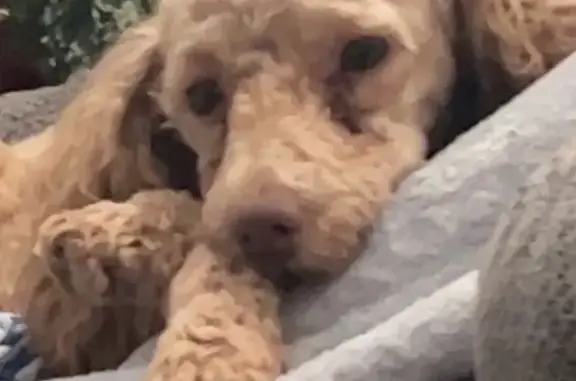 Lost dog, Olivet Church Road, 5149, Paducah — male miniature poodle with a red collar - photo