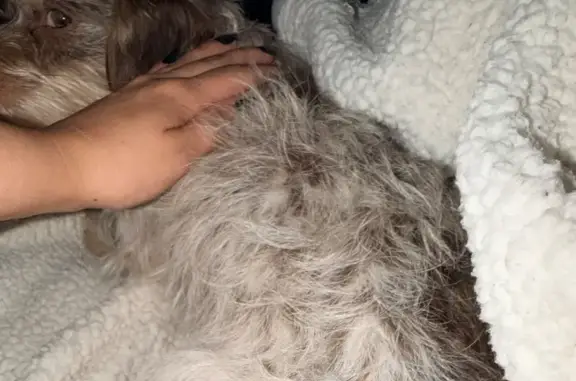 Lost dog, West Cheryl Drive, 7488, Peoria - male, small, friendly - photo