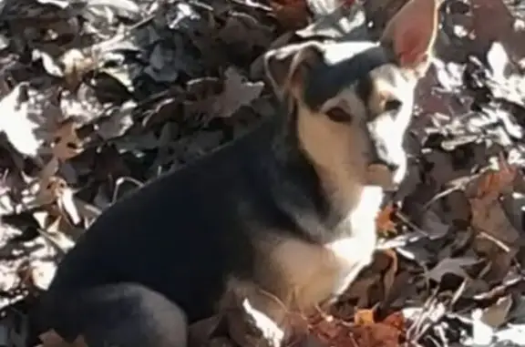 Lost dog, Clara Barton Parkway Northwest, Washington - female, 15 years old, blue eyes, hearing is going bad - photo