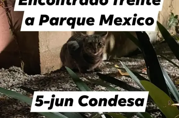 Búsqueda de mascotas, foto: Encontrado gato, Teotihuacan, 18, Benito Juarez - macho desconocido, ojos amarillos y seña particular en una oreja