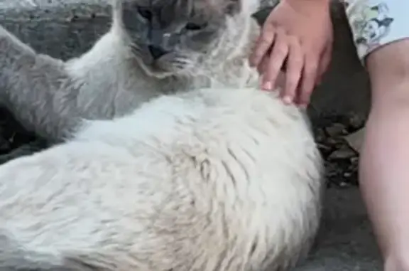 Lost cat, East Lakeshore Drive, 9615, Prescott Valley - male, scratches on nose - photo