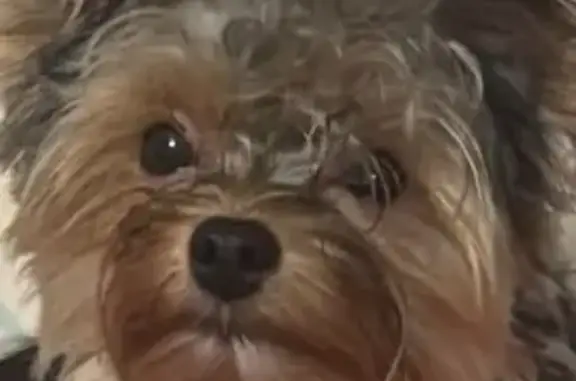 Missing dog Woodsdale, photo: Lost dog, Horseshoe Bend Road, 5513, Liberty Township, Woodsdale - small black and tan Yorkie