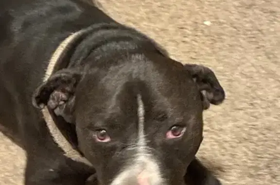 Lost dog, Gunnison Drive, 3206, Fort Collins — male, black fur, ear infection - photo
