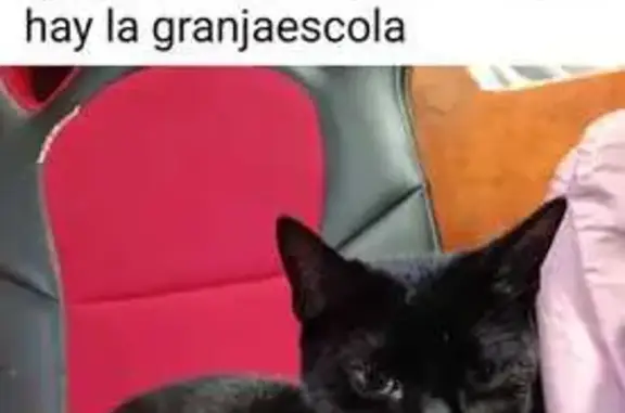 Perdido gato hembra, Camí de Can Pi de la Serra, Pozuelo de Alarcon - muy dócil y casera - photo