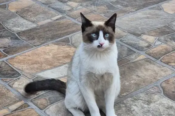 Búsqueda de mascotas, foto: Perdido gato macho, Peñasco, 64, Ojo de Agua - cola negra y lunar debajo de su nariz