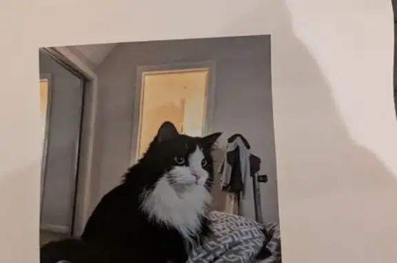 Lost cat, Healey Street, 40-44, Caulfield South - long hair, black with white face, neck and chest - photo