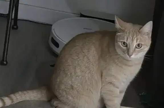 Chat perdu femelle, Marcilly-lès-Buxy, Paris - beige fauve - photo