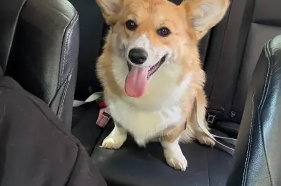 Lost dog, Northumberland Road, 105, Brimbank, Maribyrnong - female, brown/white fur, short tail - photo