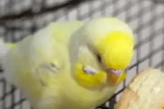 Lost bird, Kingsford - small white and yellow budgie with pink feet - photo