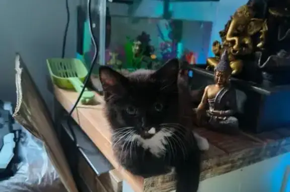 Lost pets Melton, photo: Lost cat, Chelmsford Way, 5, Melton — male black and white domestic longhair kitten