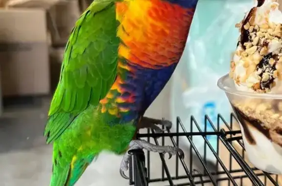 Lost bird, Toohey Road, Fairfield, Sydney - talks and eats wet food only - photo