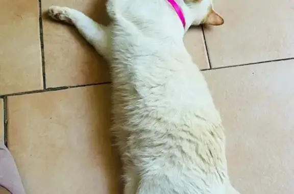 Perdido gato hembra, Carrer Pilaret, 22, Manises, muy asustadiza y con chip - photo