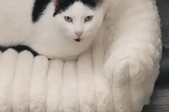 Chat perdu mâle, Allée Jean Bart, Hem - noir et blanc - photo