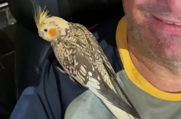 Lost bird, Regina Road, Armadale, Newman - very friendly and hand reared - photo