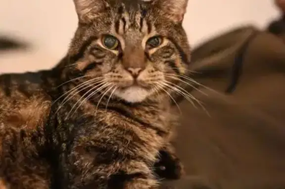 Perdido gato macho, Carrer de Jerusalem, 9, el Raval - europeo de pelo corto, 16 años - photo