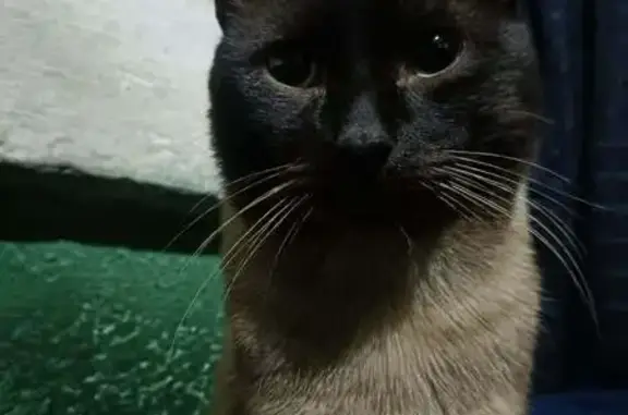 Animales perdidos Mexico City, foto: Perdido gato masculino, Avenida Ahuizotla, 15, Naucalpan de Juárez, Mexico City, ojos azules