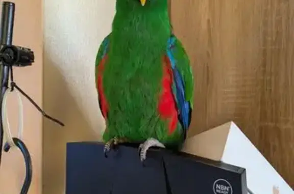 Lost bird, Riverwood, Sydney - male, green and bright orange beak - photo