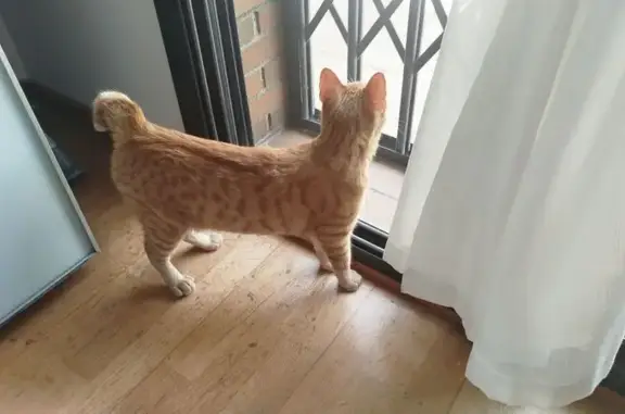 Encontrado gato, Carrer d'Ànge...