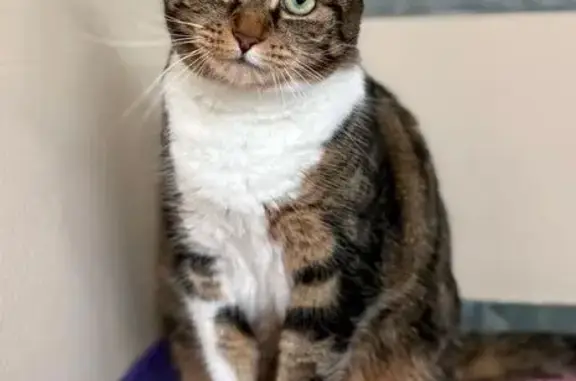 Lost cat, Great Glen, Oadby - female adult tabby & white - photo