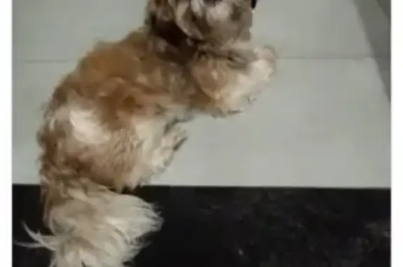 Perdido cachorro fêmea, Rua do...