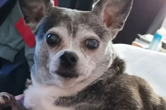 Lost dog, West 105th Street, Chicago - black and white, got off her leash - photo