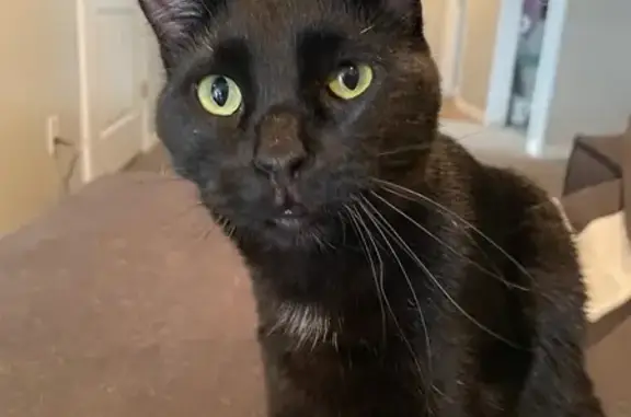 Missing cat West Valley City, photo: Lost cat, 3780 South, 4331, West Valley City, West Valley City - shy small black male with a crooked tail